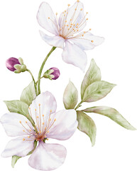 Fototapeta premium Cherry blossom bouquet watercolor illustration