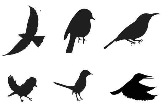 Detailed bird black silhouettes of different kind