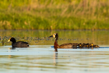 White faced whistling duck , with chicks and White winged Coot, La Pampa Province, Patagonia,...