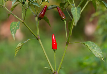 Red chilies and half ripe chilies grow on the tree trunks.