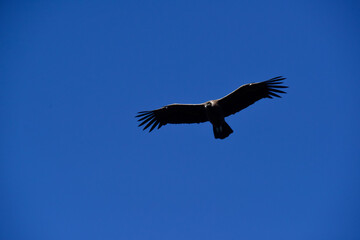 Obraz premium Andean Condor ,Torres del Paine National Park, Patagonia, Chile.
