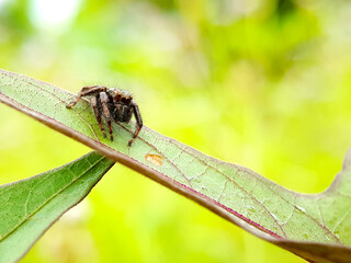 Small spider on the leaf.