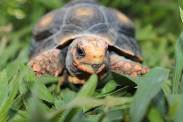 Close view of a tortoise