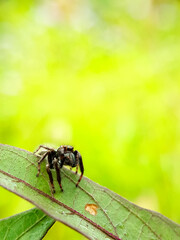 Small spider on the leaf.