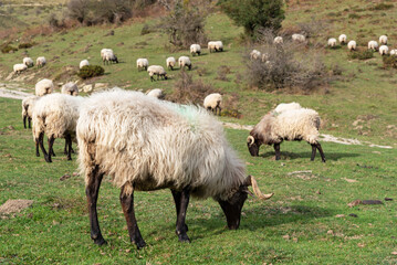 Latxa breed sheep grazing in Irati