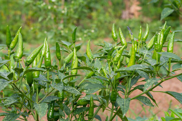 Green chili on the tree. Cayenne pepper.