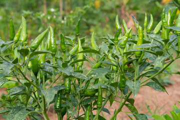 Green chili on the tree. Cayenne pepper.