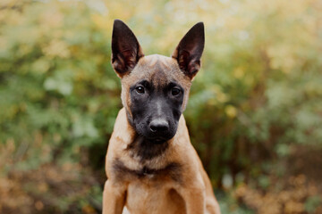 Belgian Shepherd Malinois puppy portrait. Fall, autumn. Happy dog on the walk