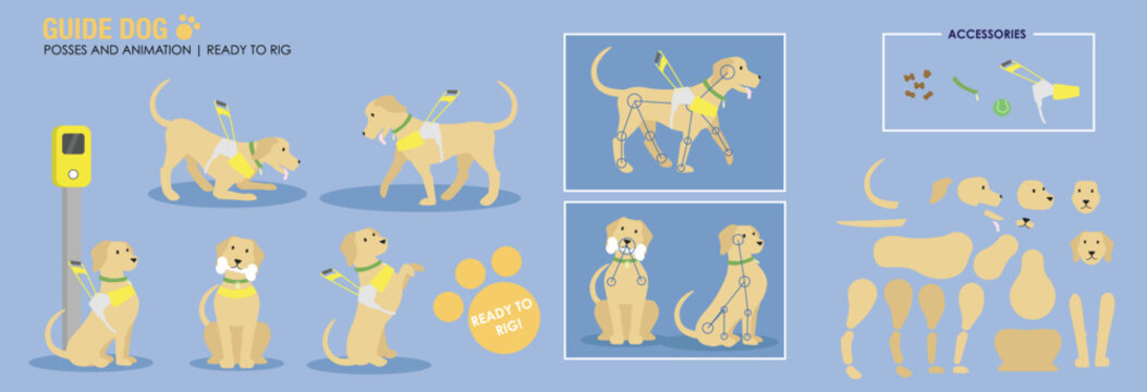 Cute golden retriever guide dog with harness various poses. ready to animate vector ready for rigging and animation. Working dog cartoon with accessories. 