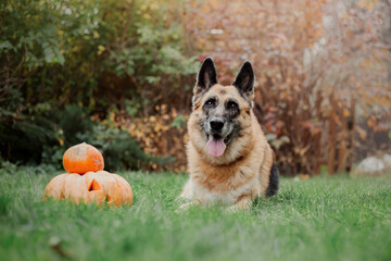 Dog with pumpkin in autumn. Halloween dog. Belgian Shepherds Malinois dog