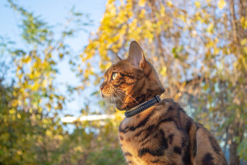 Young beautiful Bengal cat on an autumn walk among the yellow autumn foliage
