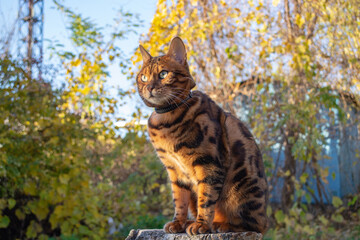 Young beautiful Bengal cat on an autumn walk among the yellow autumn foliage
