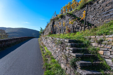 Weinberge im Ahrtal mit Weinst&ouml;cken und Weinreben im Herbst 2022