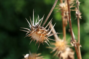 Thorny plants and flowers in a forest clearing.
