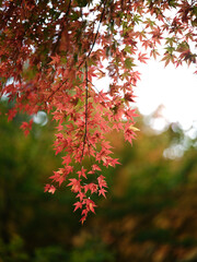 紅葉