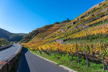 Weinberge im Ahrtal mit Weinstöcken und Weinreben im Herbst 2022