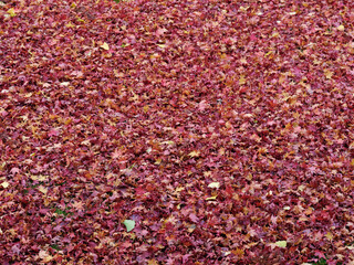 紅葉