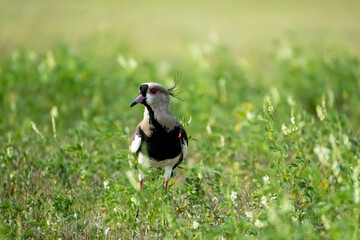 The Tero, a South American bird in the middle of the grass with its orange spur that serves as...