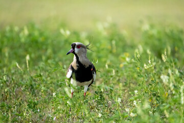 The Tero, a South American bird in the middle of the grass with its orange spur that serves as protection