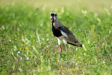 The Tero, South American bird close-up with its orange spur that serves as protection and its long...