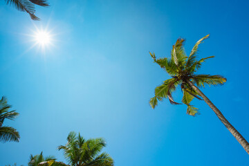 Tropical coconut palm trees with clear blue sky background and shining sun