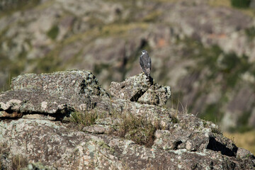 Red backed Hawk, Highland grasslands in Pampa de Achala , Quebrada del Condorito  National Park,Cordoba province, Argentina