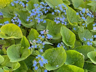 Blue flowers Brunnera large-leaved Brunnera macrophylla similar to forget-me-not flowers in the...