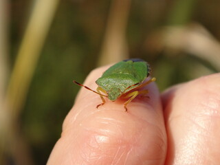 The green shield bug (Palomena prasina) sitting on human hand