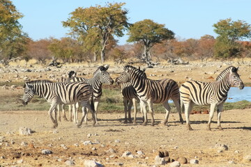 Fototapeta na wymiar Zebras on water-hole