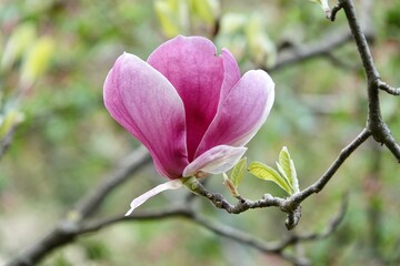 Magnolia soulangeana is a hybrid plant in the genus Magnolia and family Magnoliaceae. Magnolia flowers, blurred beautiful bokeh background. High quality photo