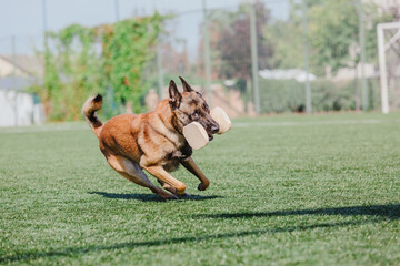 Working malinois dog. Belgian shepherd dog. Police, guard dog