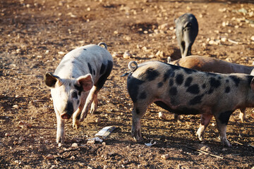 Fototapeta premium Pigs on the farm