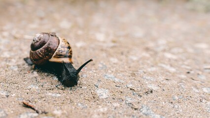 Closeup of a Grape snail on a rough ground