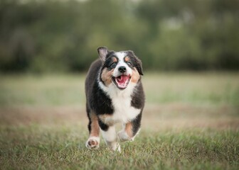 Australian Shepherd puppy running in a meadow