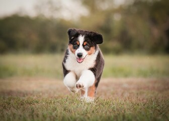 Australian Shepherd puppy running in a meadow