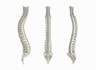 The human spine from the side, front and perspective
