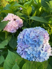 Closeup shot of lilac and pink Hortensia with green leaves, illuminated by sunrays in the garden
