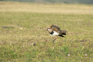 The Tero, South American bird beating its feathers against the wind