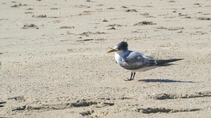 Scenic view of a crested tern found standing on the shore of a beach