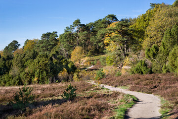 Wanderweg Lüneburger Heide bei Oberhaverbeck Herbst