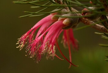 Closeup shot of blooming pink bottlebrushes flower