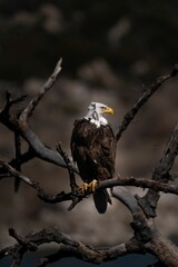 Vertical shot of a bald brown and white eagle, Haliaeetus leucocephalus sitting on a branch