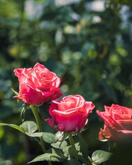 Closeup shot of three red roses in full bloom