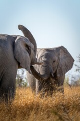 Vertical shot of two gray elephants interacting in Etosha National Park, Namibia