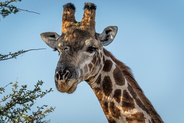 Closeup shot of a tall spotted giraffe on a clearing in Etosha National Park, Namibia