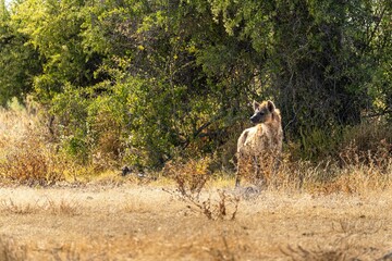 Wild hyena walking around on a clearing in Etosha National Park in Namibia © Philipp Klinger/Wirestock Creators