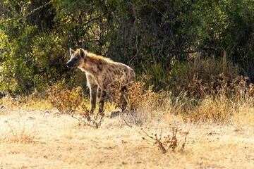 Wild hyena walking around on a clearing in Etosha National Park in Namibia © Philipp Klinger/Wirestock Creators