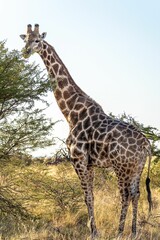Naklejka na ściany i meble Vertical shot of a tall spotted giraffe on a clearing in Etosha National Park, Namibia