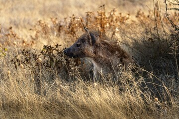 Closeup shot of a wild hyena laying on a clearing in Etosha National Park in Namibia
