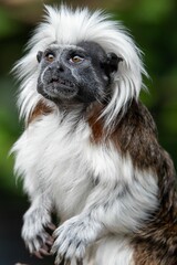 Vertical shot of a rare cotton top tamarin monkey on a wildlife preserve